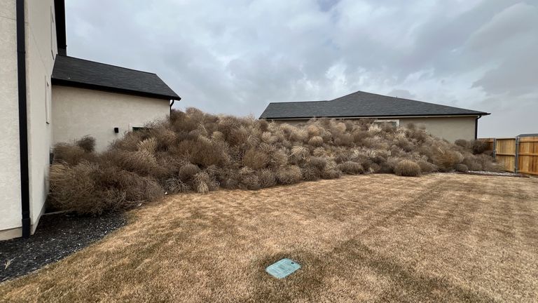 Tumbleweed piles up in front of houses in Eagle Mountain, Utah.
Pic:.Britta Jarvie/Reuters