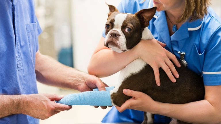 Veterinarian bandaging dog's leg during surgery
