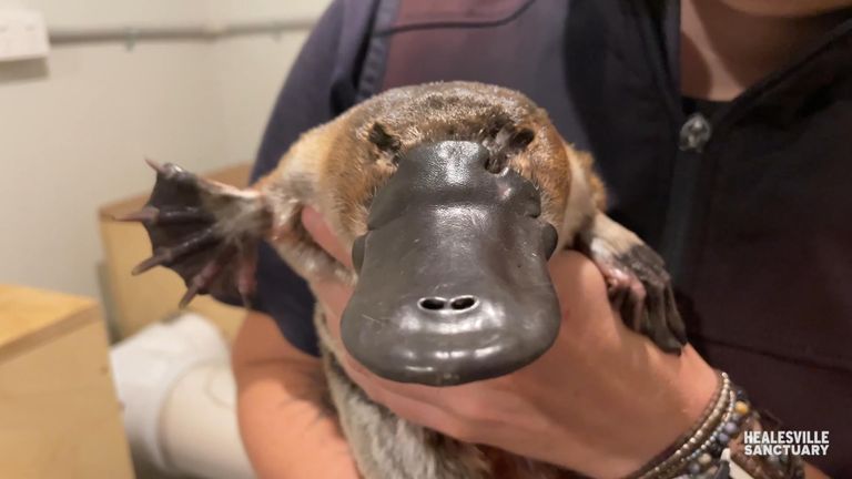Platypus found with fish hook through bill and eye in Victoria