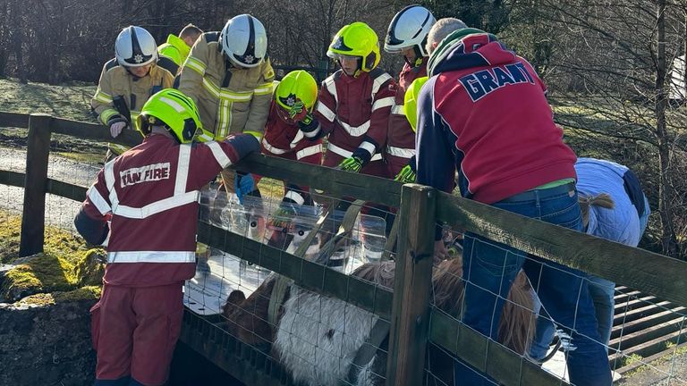 Shetland Teffi was rescued from the herd. Picture: Mid and West Wales Fire and Rescue Service/Beth Watkins