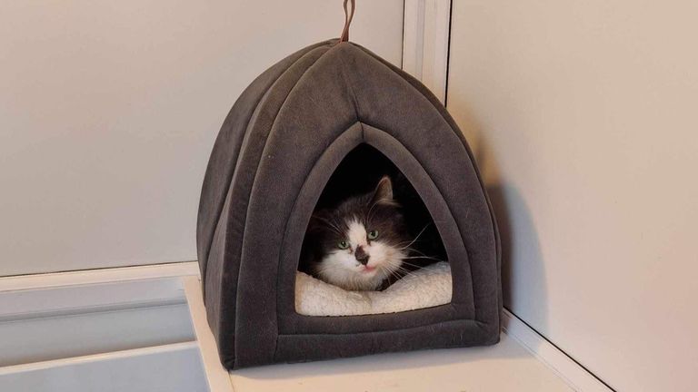Pic: Western Isles Support for Cats and Kittens (WISCK)