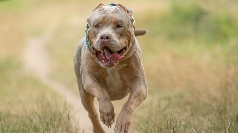 An XL bully dog. File pic: iStock