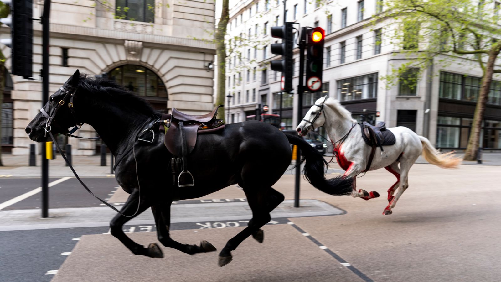 `Брой коне` на свобода в централен Лондон - като един изглежда целият в кръв
