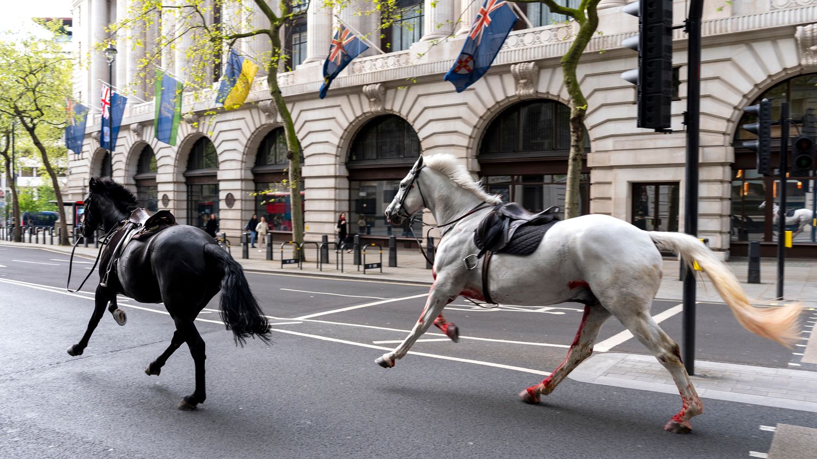 Two horses which bolted through central London in a 'serious condition' 