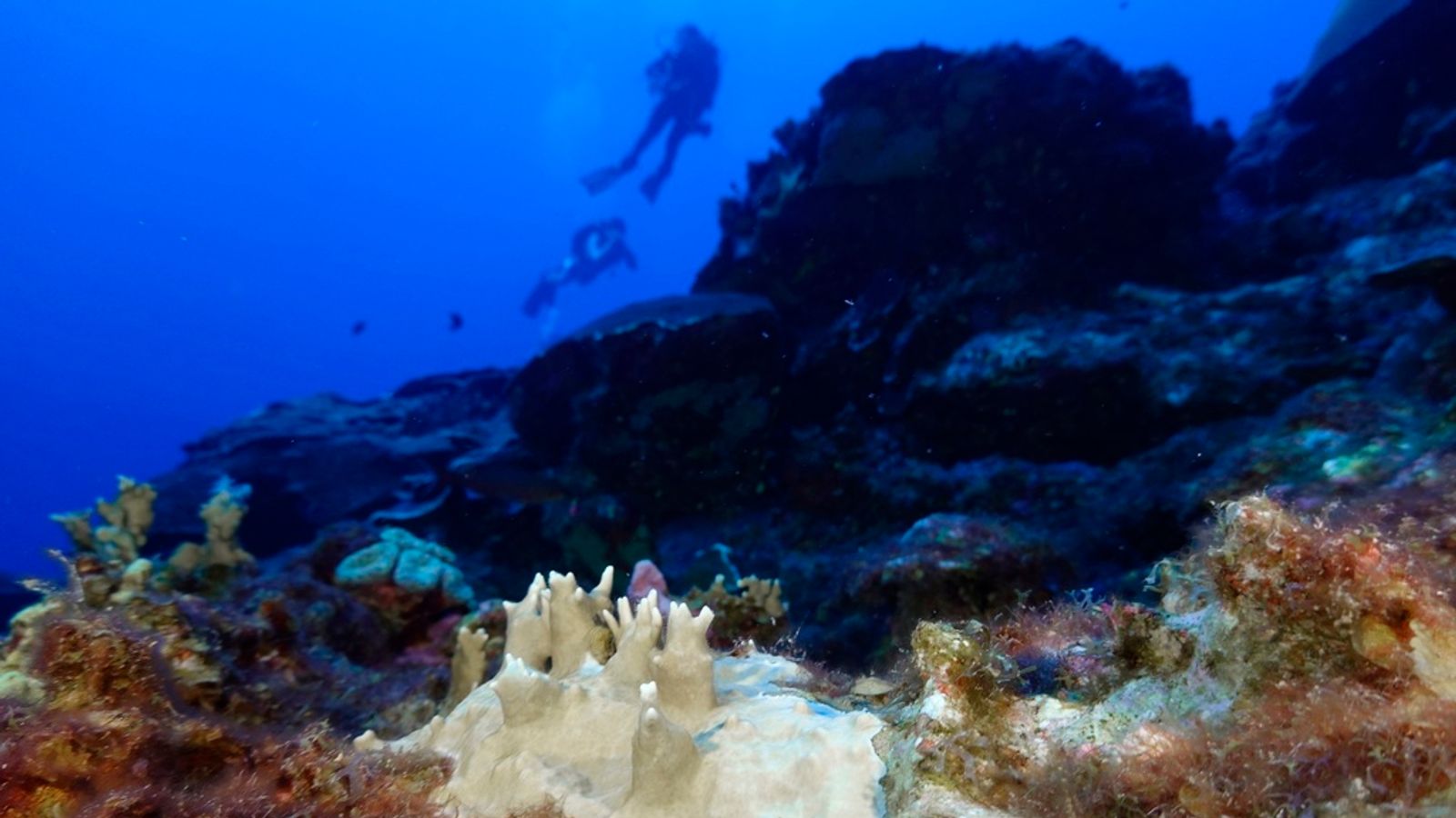 Mass bleaching of coral reefs brought on by local weather change and ...