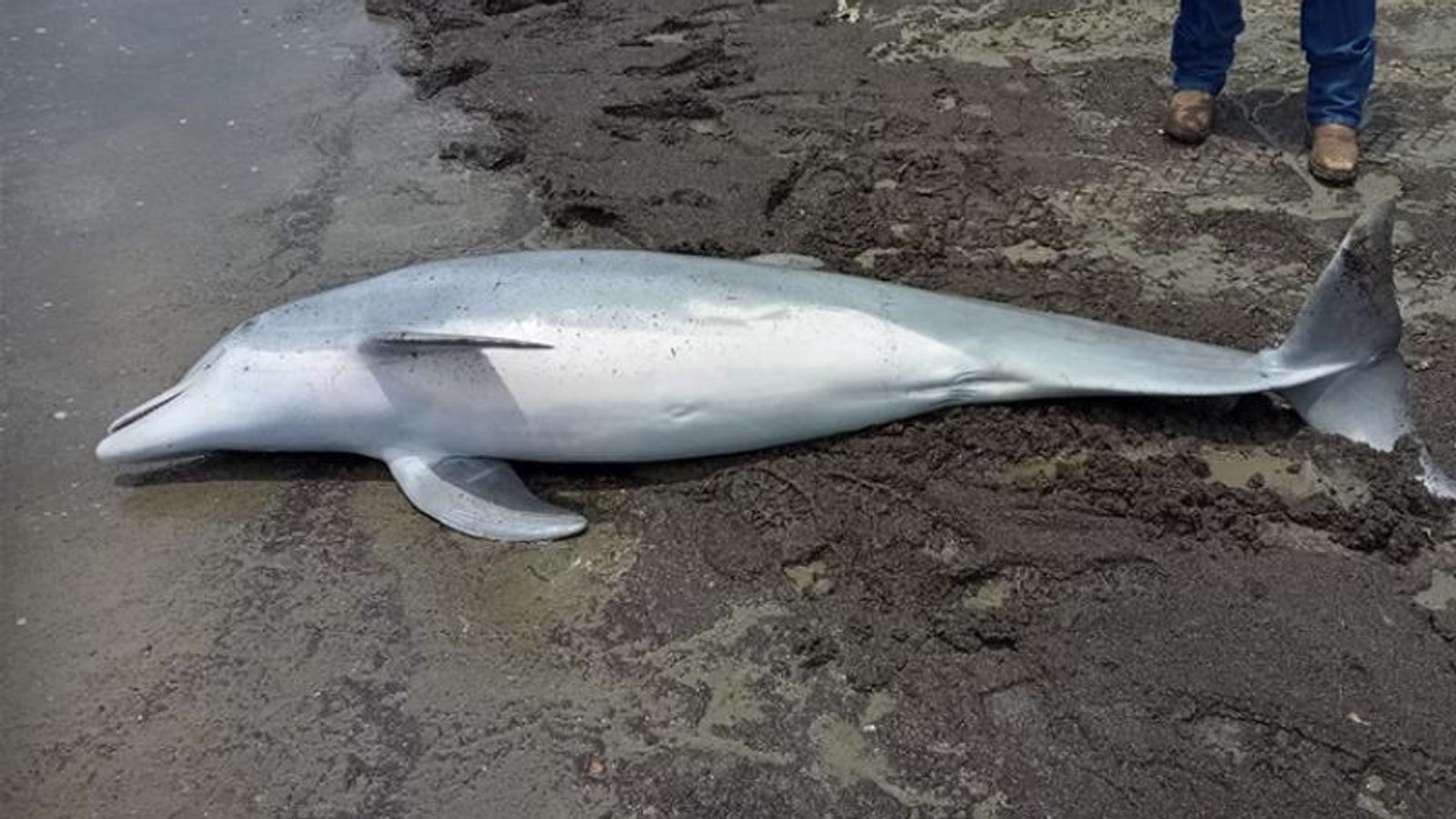 Делфин намерен застрелян на плажа - с „множество куршуми“, заседнали в тялото