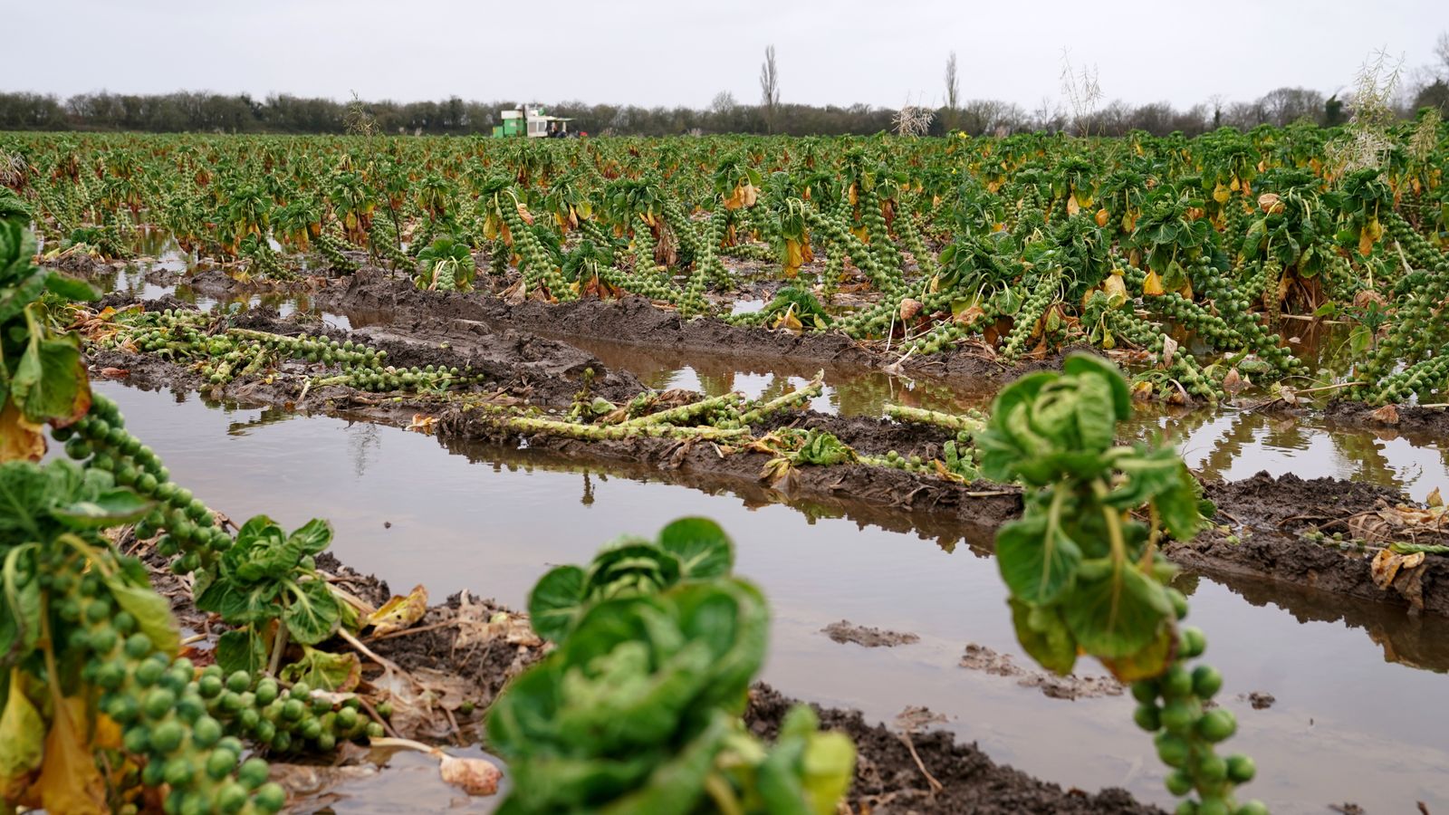 „Нарастваща криза“: Екстремните валежи насищат фермите – и може да поскъпнат храната