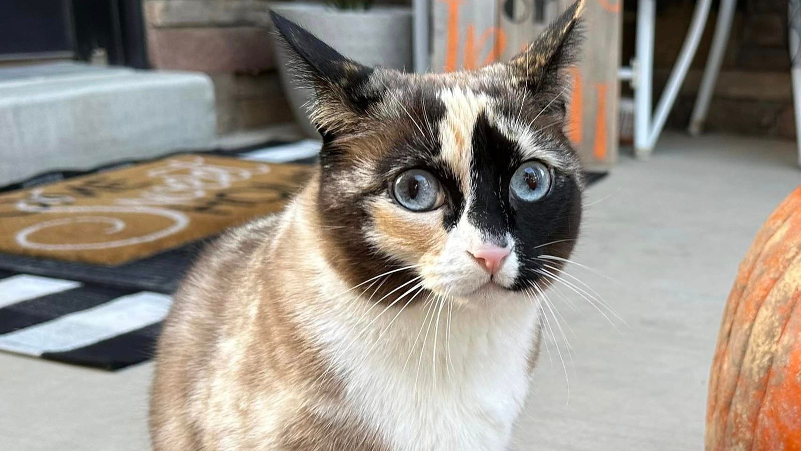 Utah pet cat discovered after week trapped inside Amazon return field to California