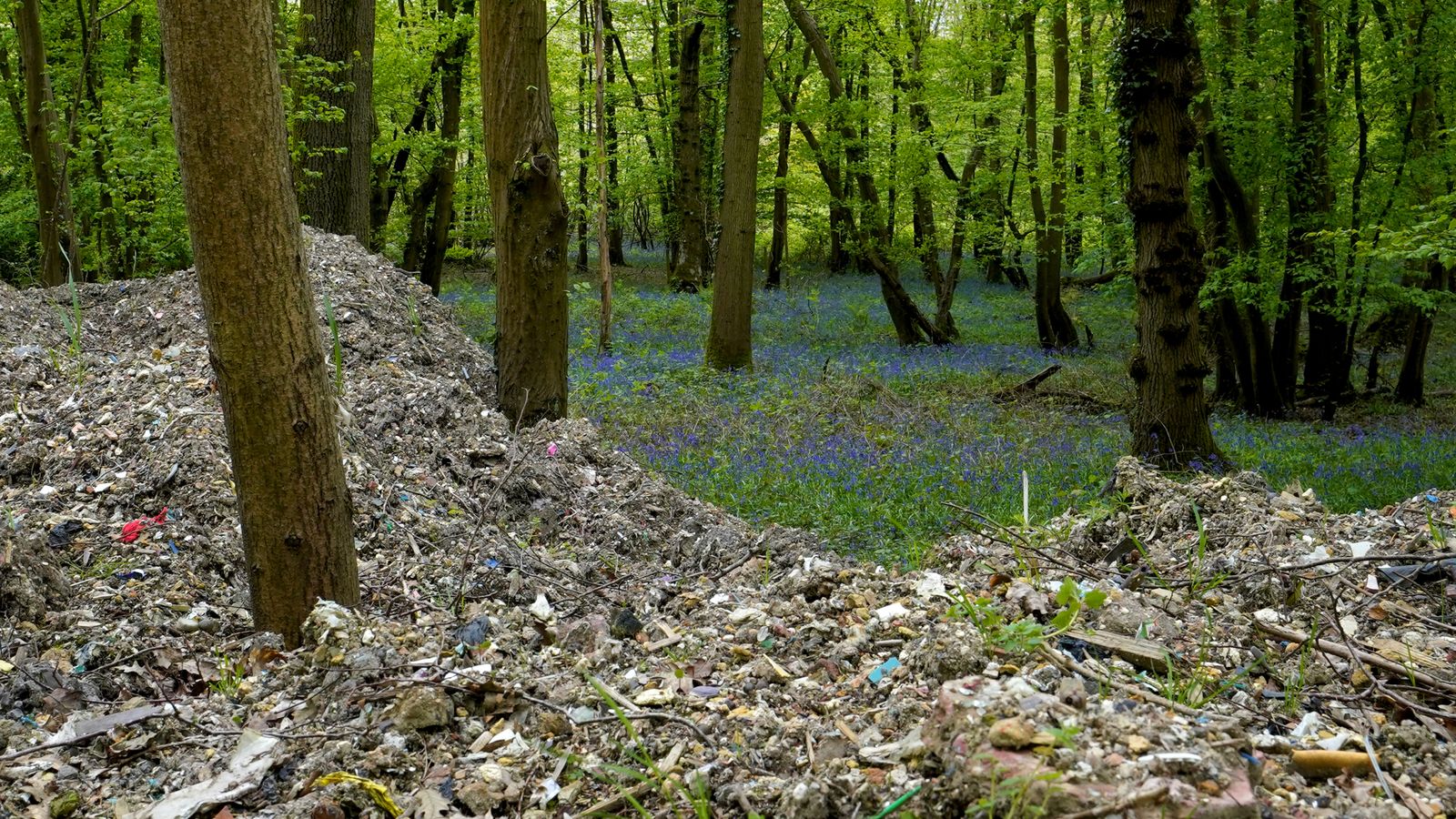 Ancient bluebell woodland smothered in illegal waste | News UK Video ...