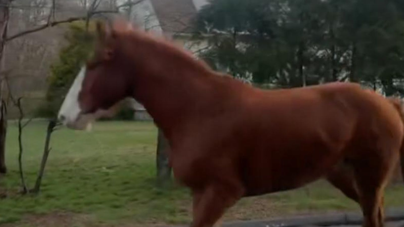 Connecticut: Police engage in low-speed chase after runaway horse | US ...