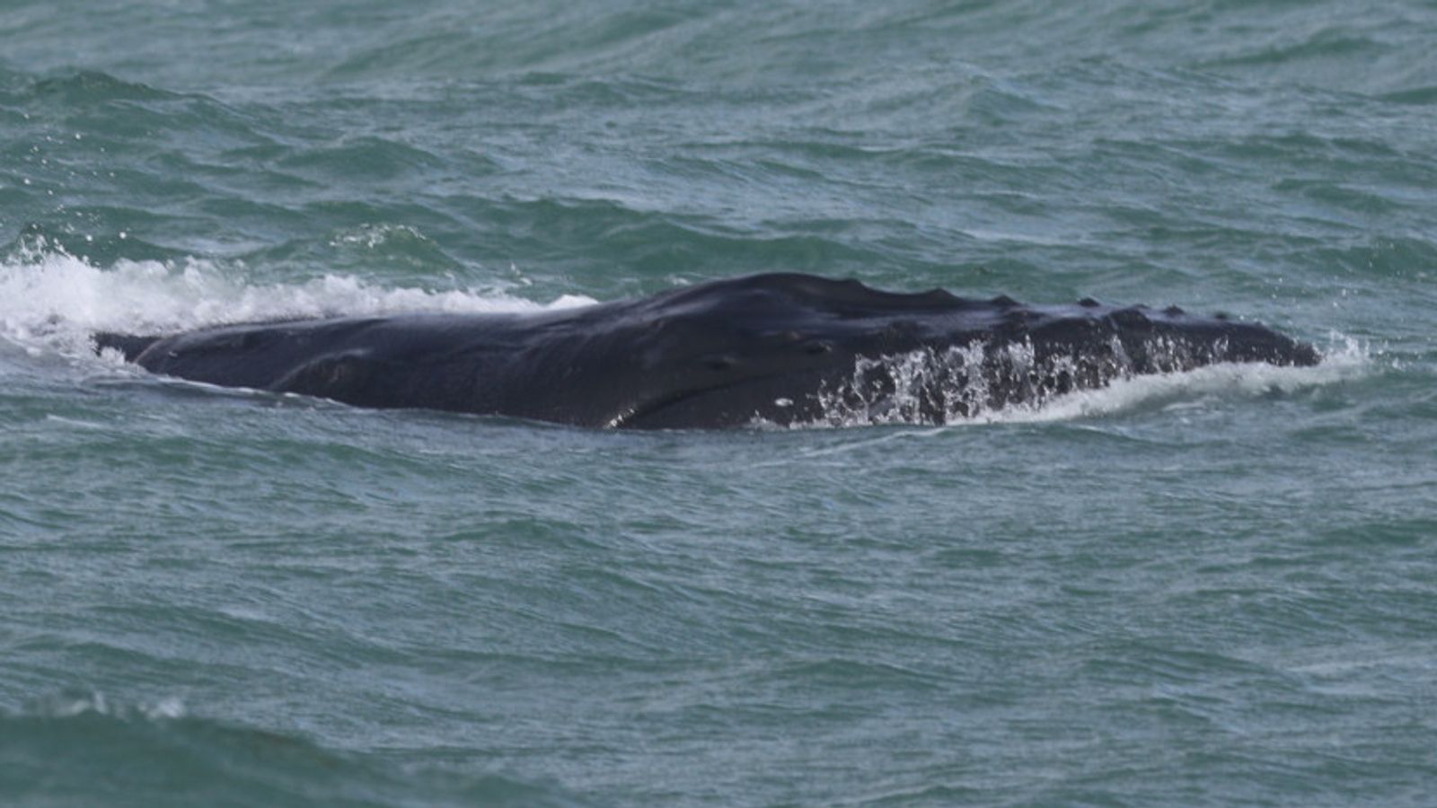 Рядко срещан кит е спасен, след като е заседнал край бреговете на Корнуол