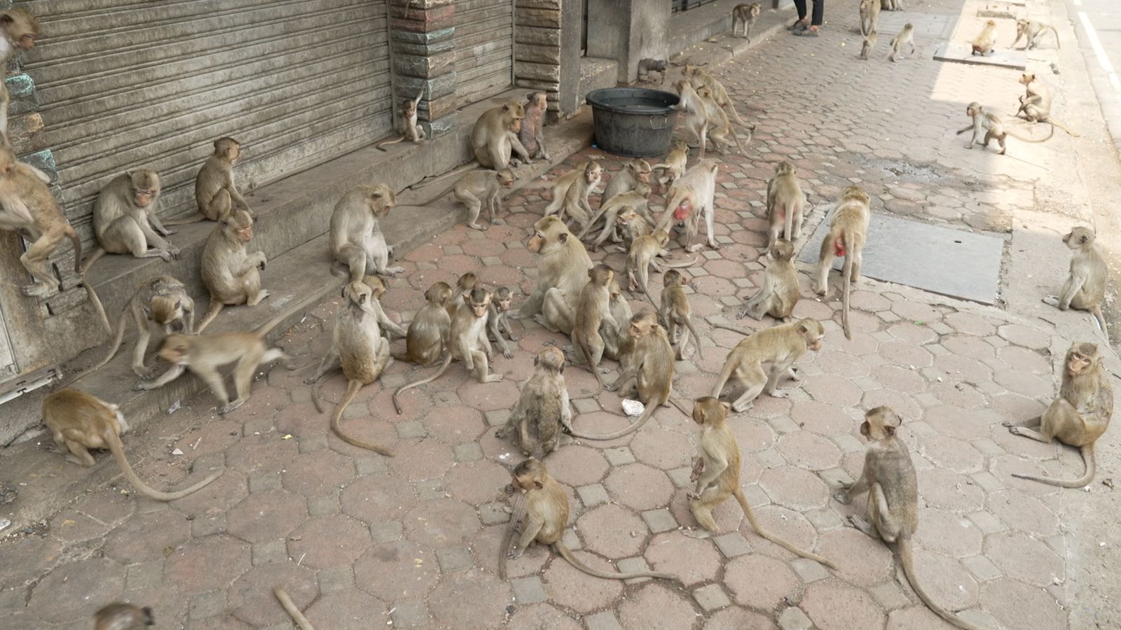 Monkey gangs at war with police as they take over city in Thailand ...