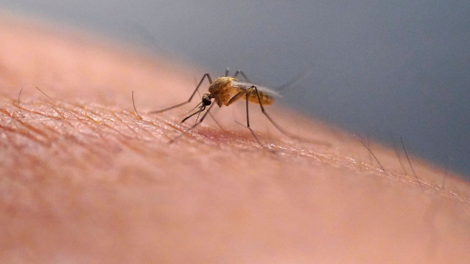 Over half of world’s population could be at risk of mosquito-borne diseases, experts warn