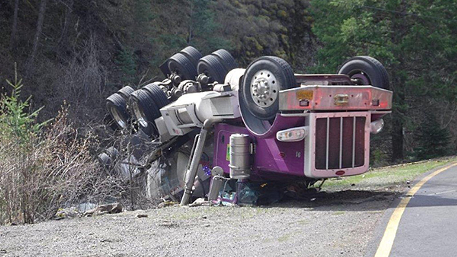 How 77,000 live salmon had a lucky escape after spilling out of a truck ...