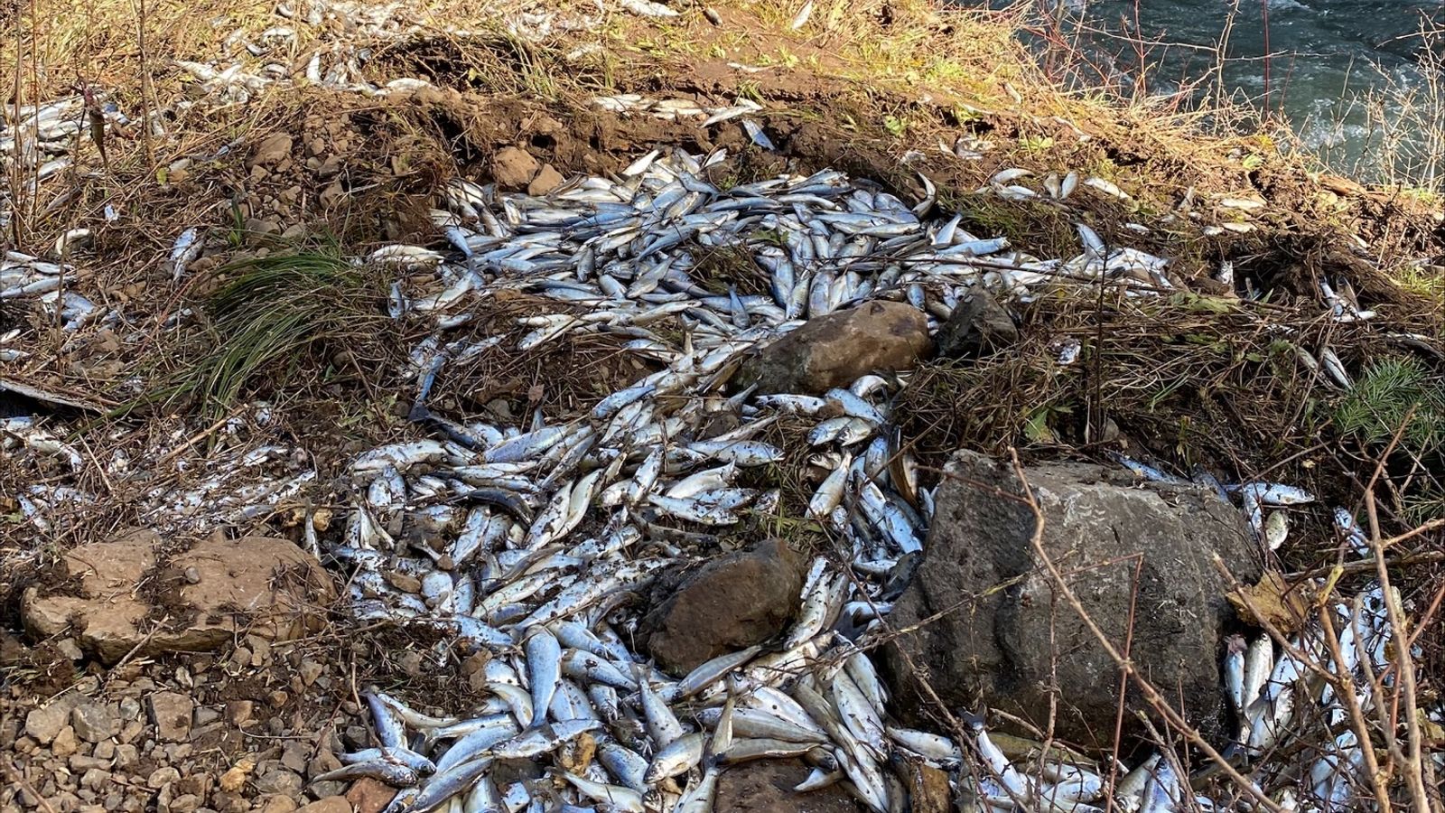 100,000 live salmon spill out of tanker truck - with 77,000 landing in a nearby creek