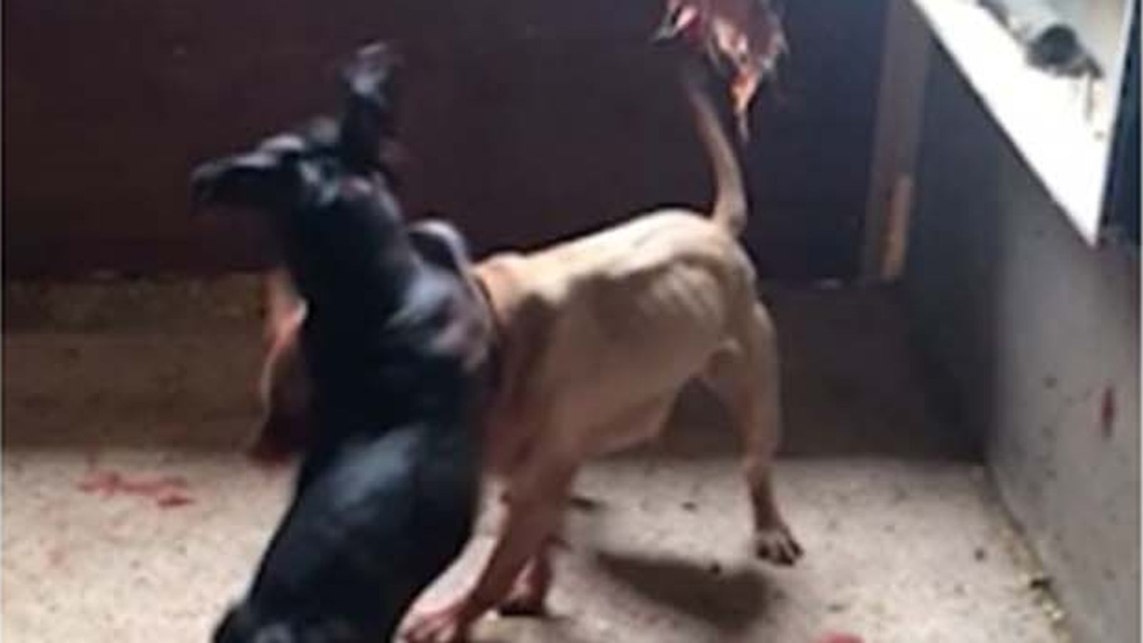 'Dr Death' and Essex gang who held brutal dog fights jailed