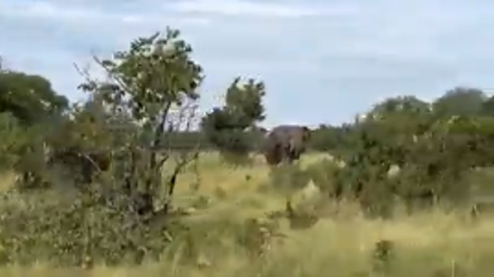 Американски турист, 80, убит от хвърляне на слон по време на сафари обиколка в Национален парк Кафуе в Замбия