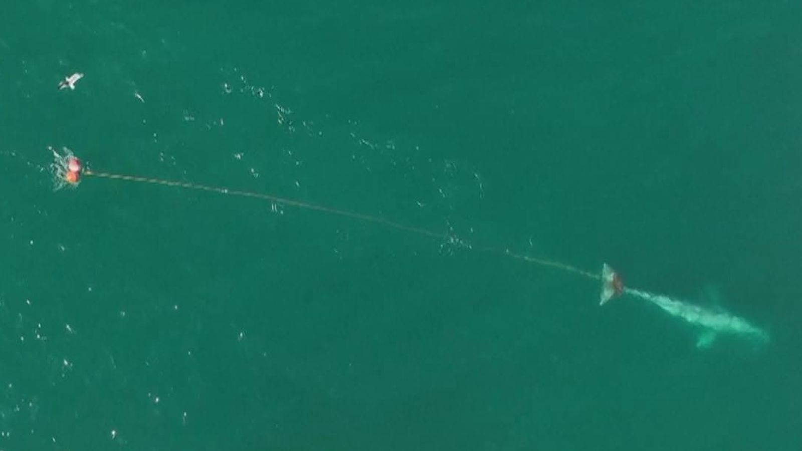 US: Rescue mission is under way after whale found entangled in fishing net  near San Francisco, US News