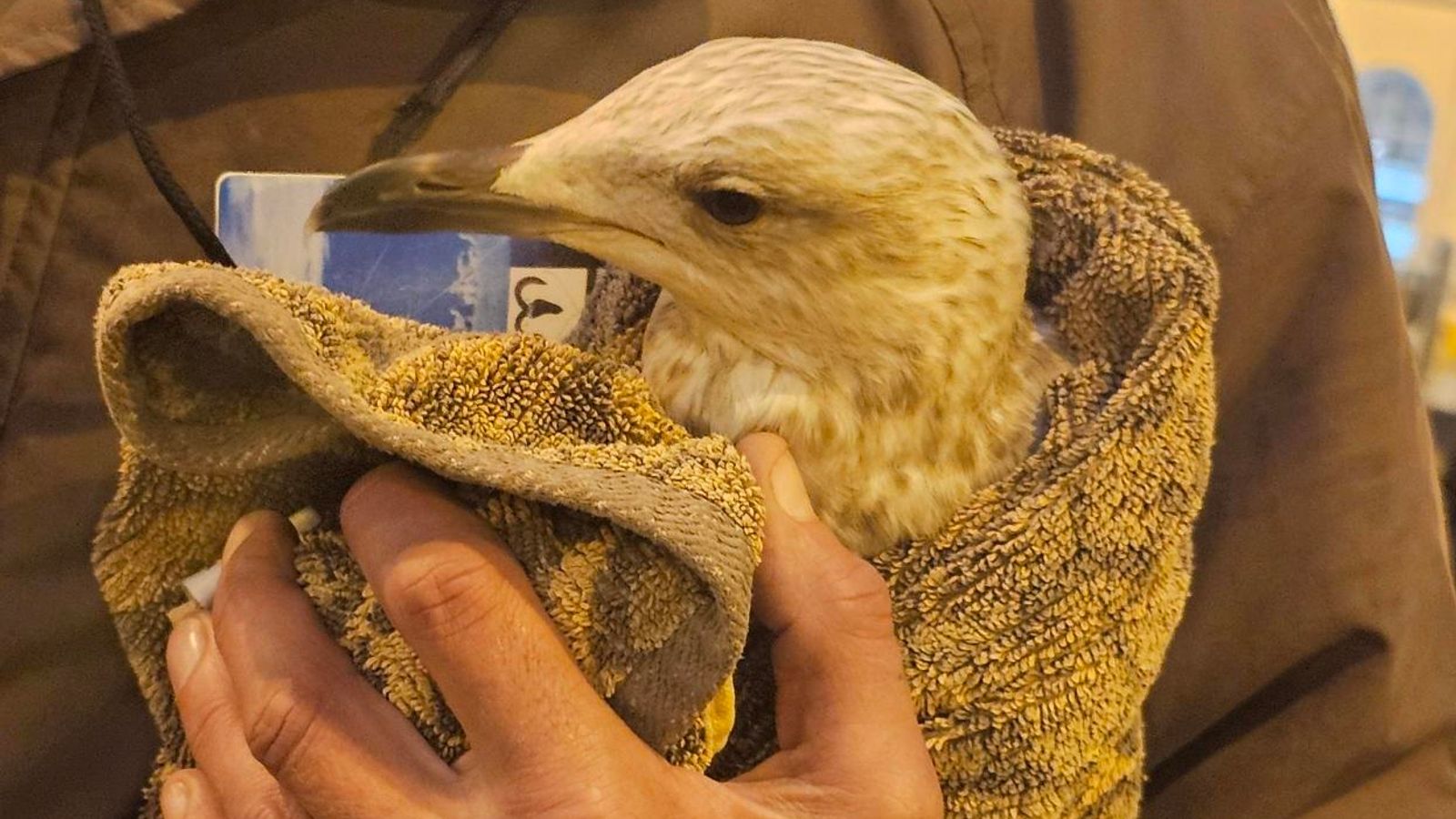 Престъпна птица причини хаос при пътуване на гара Брайтън