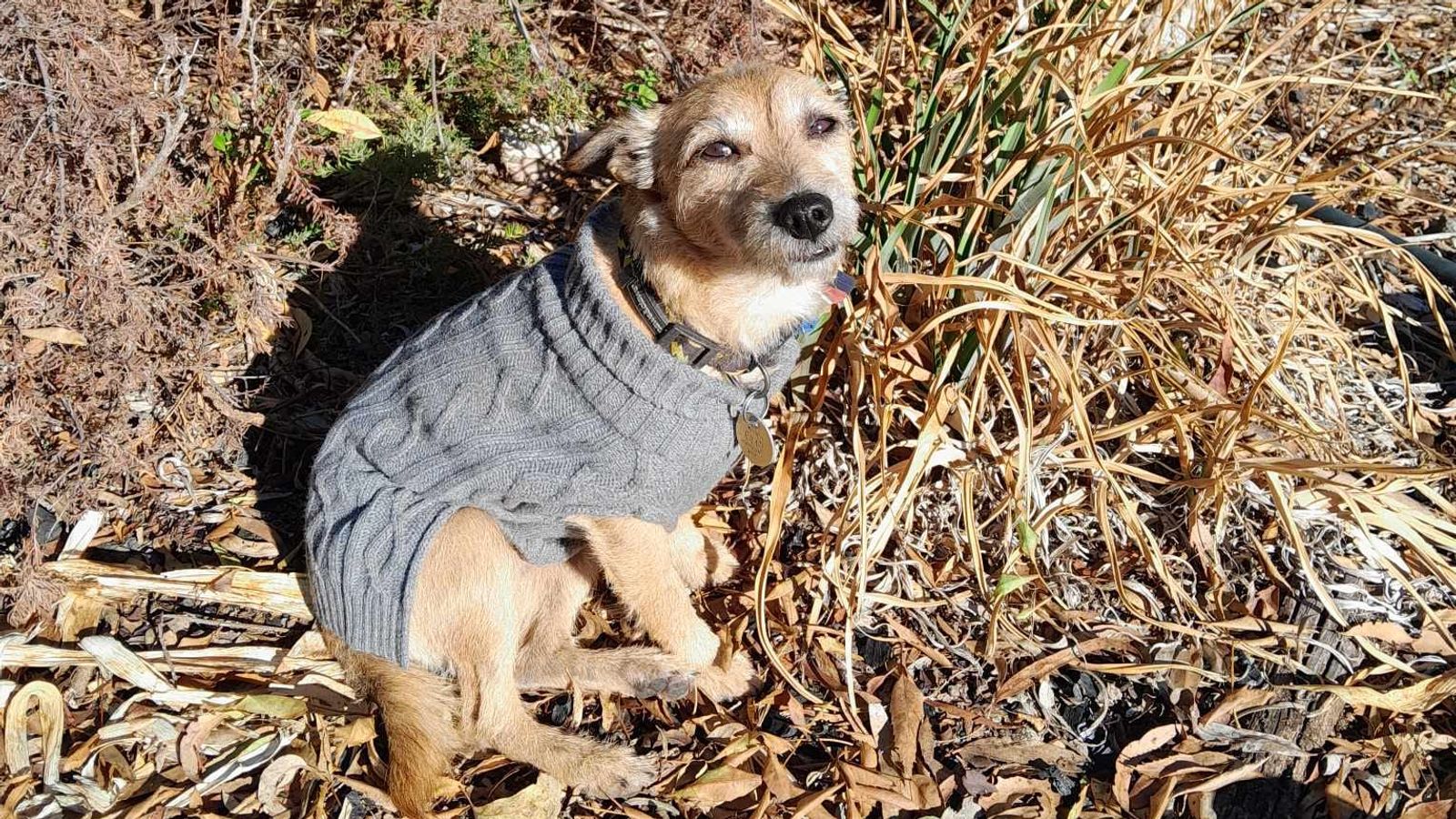 Куче, което прекара 17 дни на свобода в Австралия, се събира отново със собствениците от Обединеното кралство