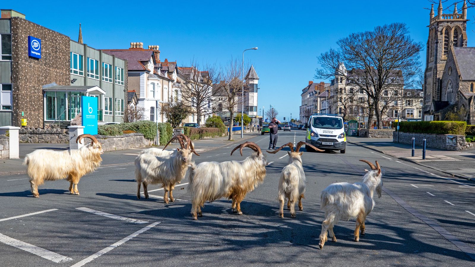 Llandudno: Кози от известно стадо, което обикаляше града по време на блокирането, са убити при катастрофа