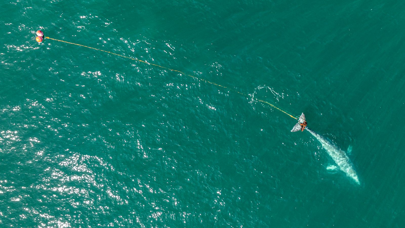 Стартира спасителна мисия за спасяване на кит, оплетен в рибарска мрежа близо до Сан Франциско