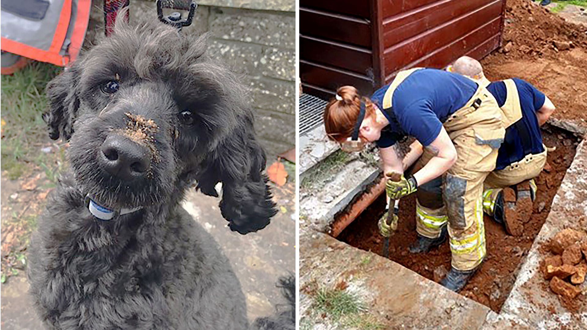 Dog rescued after getting trapped under house
