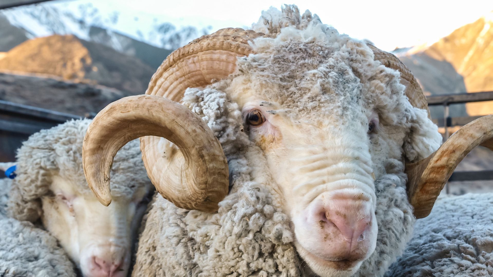 Ram killed by police after elderly couple found dead in paddock