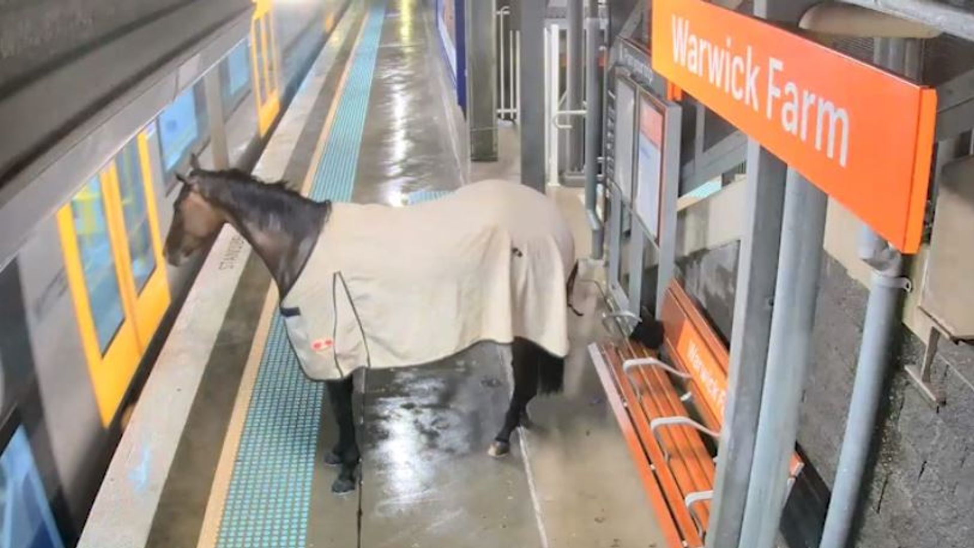 Escaped racehorse joins commuters at train station - and stands behind yellow line