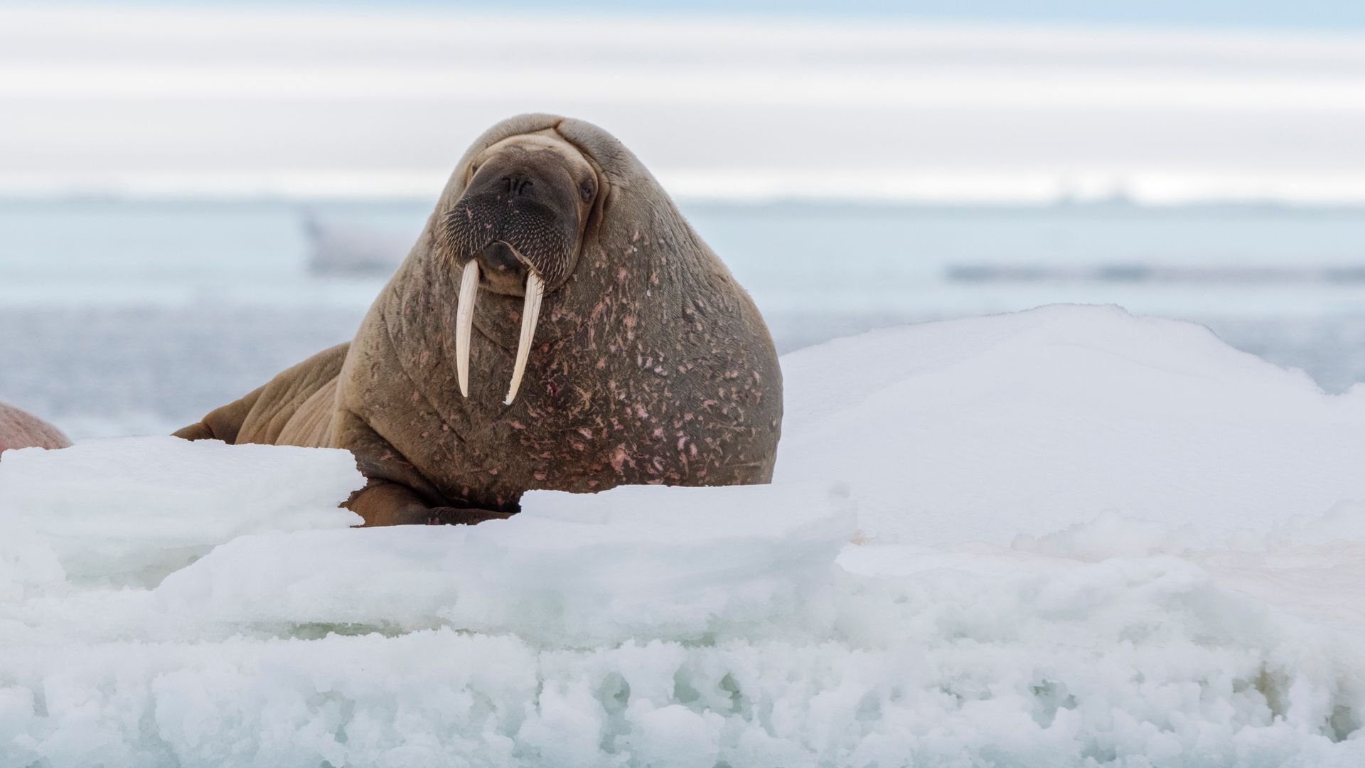 Tourist fined for getting too close to Walrus