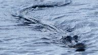 An alligator swims in a canal in Coopertown, the Everglades, Fla., Thursday, July 29, 2010. (AP Photo/Alan Diaz)