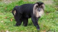 A female lion tailed macaque. Pic: Zoo Leipzig GmbH via Sachsen Police