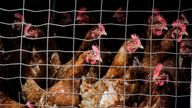 File pic of a group of caged chickens. Pic: iStock/Finley Delouche