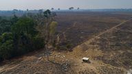 FILE - Cattle graze on land recently burned and deforested by cattle farmers near Novo Progresso, Para state, Brazil, on Aug. 23, 2020. After four years of rising destruction in Brazil’s Amazon, deforestation dropped by 33.6% during the first six months of President Luiz Inacio Lula da Silva's term, according to government satellite data released Thursday, July 6, 2023. Pic: AP