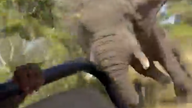 The moment the elephant flipped the safari vehicle