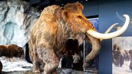 A synthetic wooly mammoth and real musk ox occupy a glacier exhibit inside the Bell Museum in Falcon Heights, Minn. on Tuesday, June 26, 2018. The mammoth&#39;s fur was made by the same company that made the costume for the Star Wars character Chewbacca. Evan Frost | MPR News