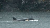 The Orca has been alone since its mother became trapped by the tide and died on the rocky beach. Pic: AP