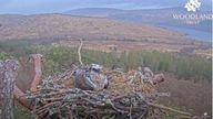 Dorcha laid the egg on Sunday morning. Pic: Woodland Trust Scotland
