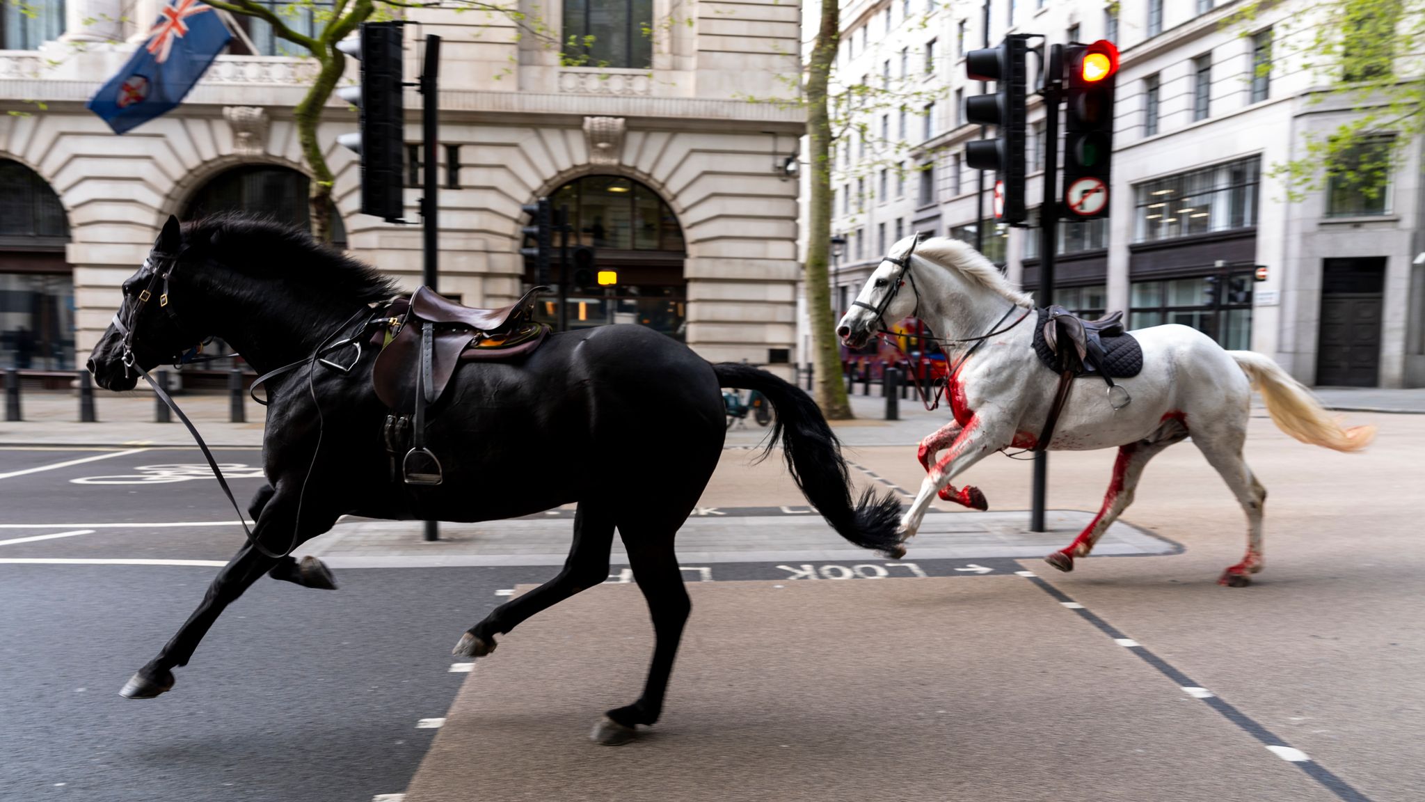 Army provides update on horses that were injured bolting through London UK News Sky News