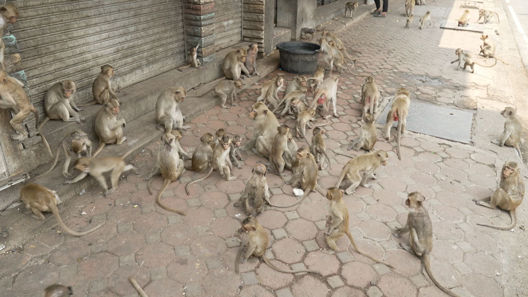 Historical Context of Human-Macaque Conflict