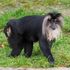 Rare macaque stolen from zoo