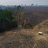 'A ray of hope': Forest destruction in Brazil and Colombia has fallen 'dramatically'