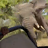 American tourist killed by charging elephant during safari tour