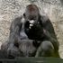 Gorillas marched off to bed during eclipse amid series of weird animal reactions