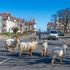 Goats from famous herd which roamed town during lockdown are killed in crash