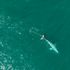 Fears grow for missing whale entangled in fishing net