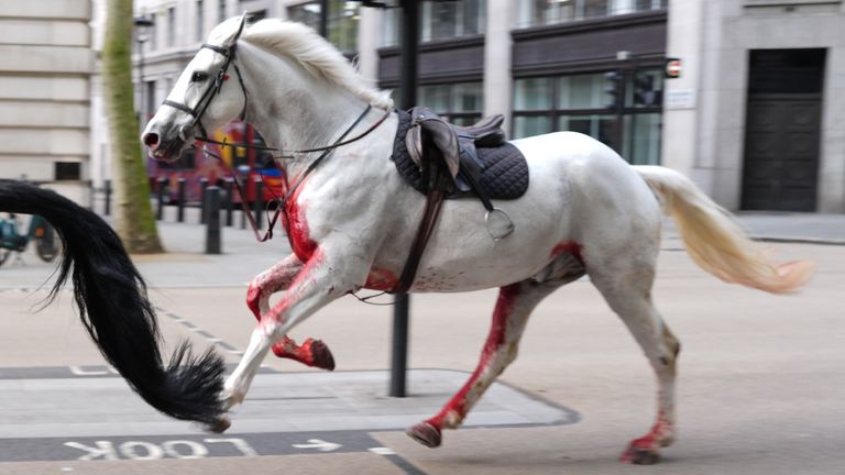 A white horse on the loose bolts through the streets of London near Aldwych. 
Pic: PA