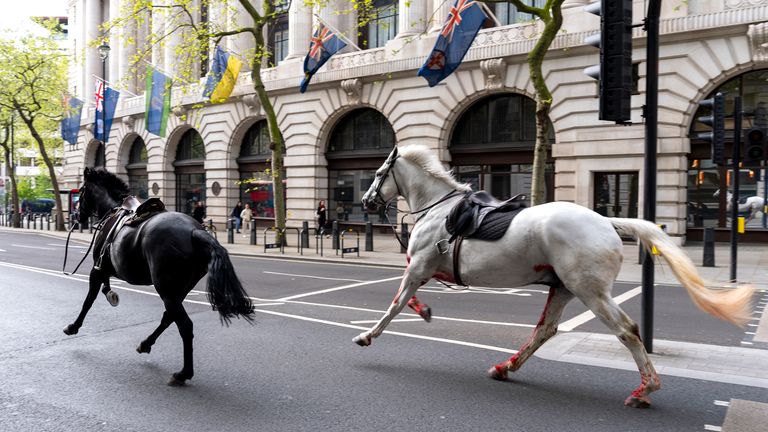Two loose horses run through the streets of London, near Aldwych.  Photo: PA