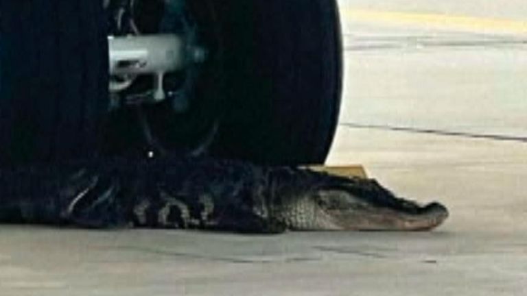 Alligator investigates a plane&#39;s wheels at a US airbase