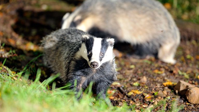 A badger in Stoodleigh, Devon. Pic: PA